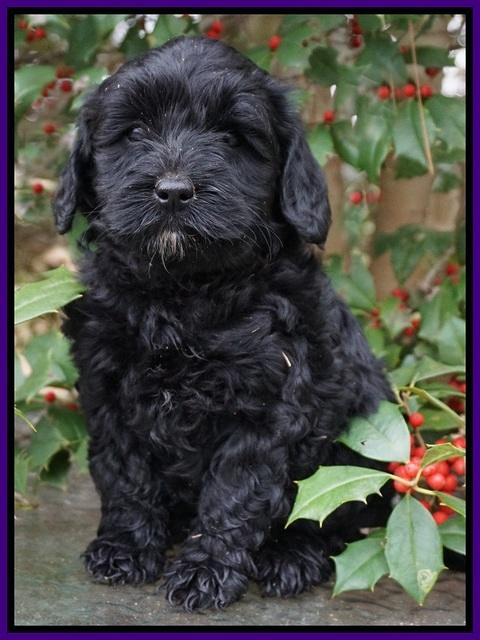Jetta Parson pups 6 wks old 81
