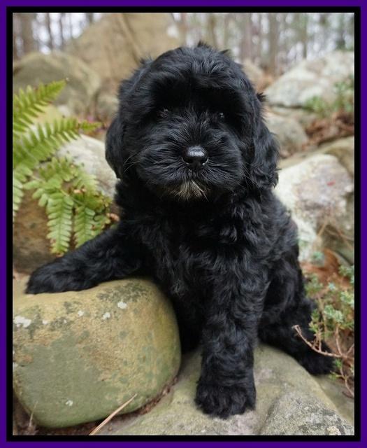 Jetta Parson pups 8 weeks old 1122