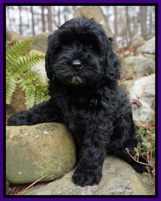 Jetta Parson pups 8 weeks old 2122