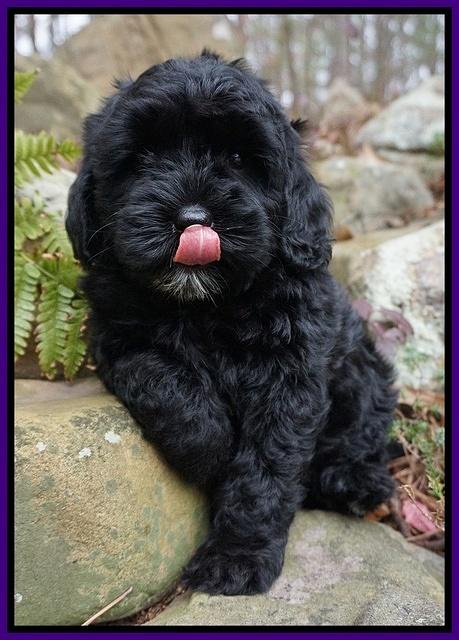 Jetta Parson pups 8 weeks old 5122