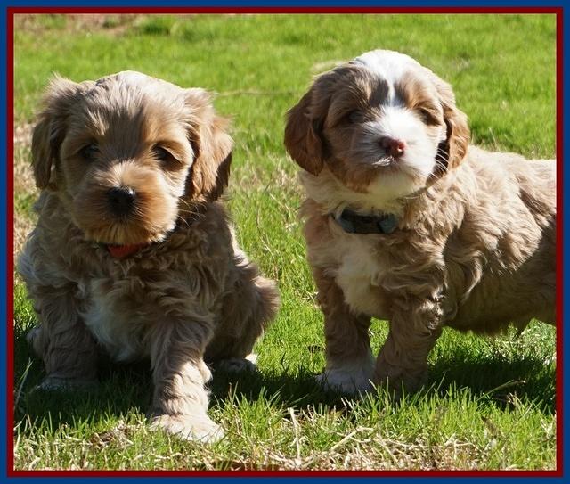 Jetta Parson pups 5 weeks old 101