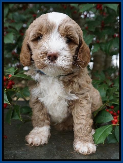 Jetta Parson pups 6 wks old 131
