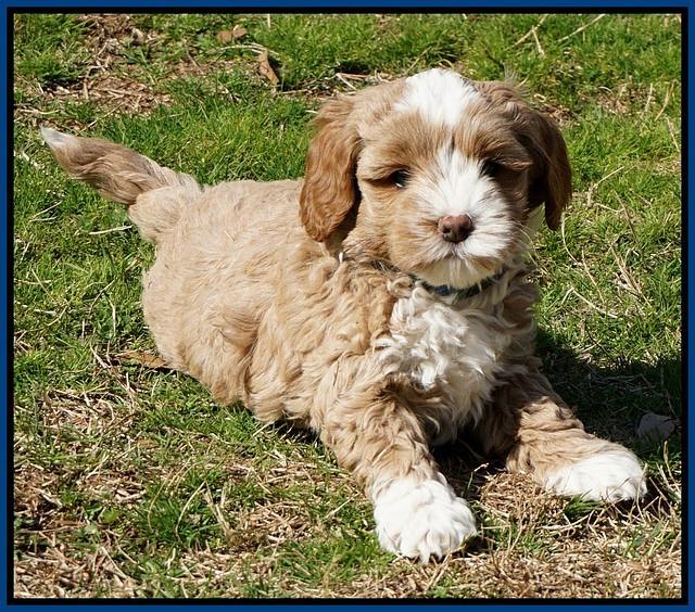 Jetta Parson pups 7 weeks old 101