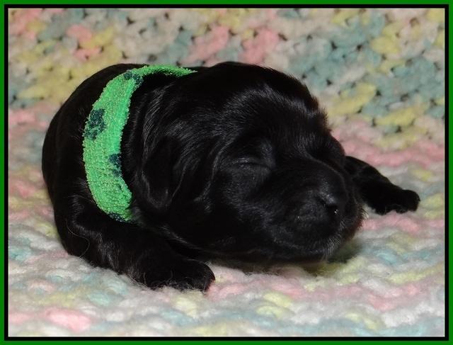 Jetta Parson pups 1 week old 81