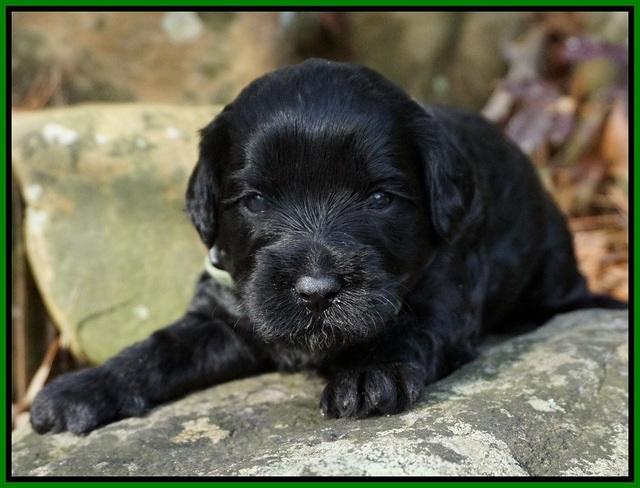 Jetta Parson pups 3 wks old 81