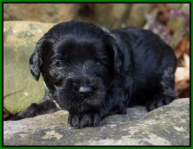 Jetta Parson pups 3 wks old 91