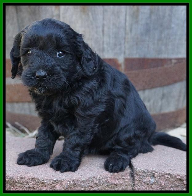 Jetta Parson pups 5 weeks old 141
