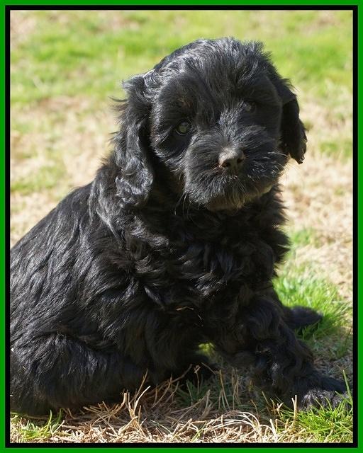 Jetta Parson pups 7 weeks old 141