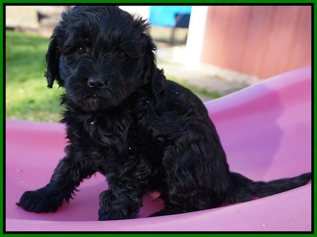 Jetta Parson pups 7 weeks old 151