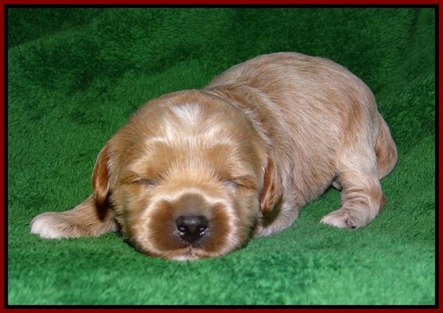 Jetta Parson pups 2 wks old 121