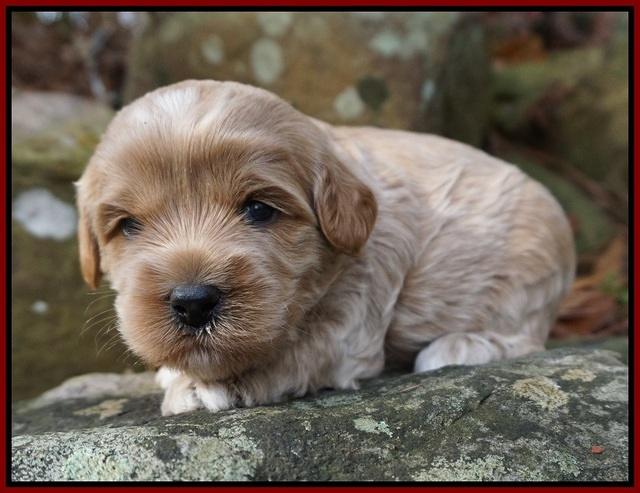 Jetta Parson pups 3 wks old 101