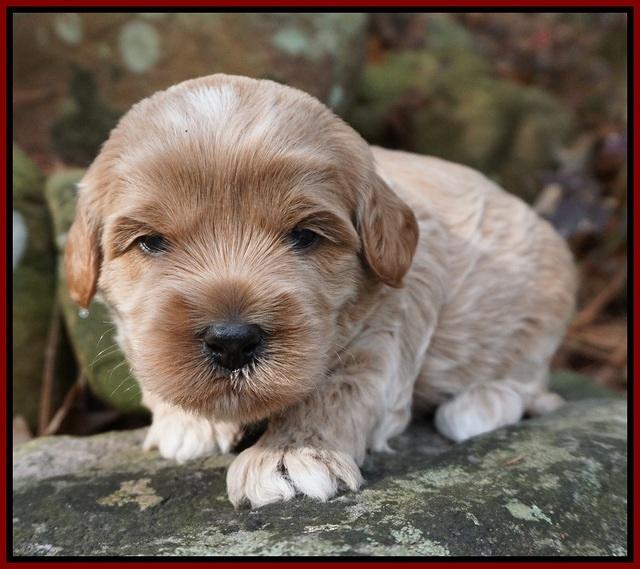 Jetta Parson pups 3 wks old 111