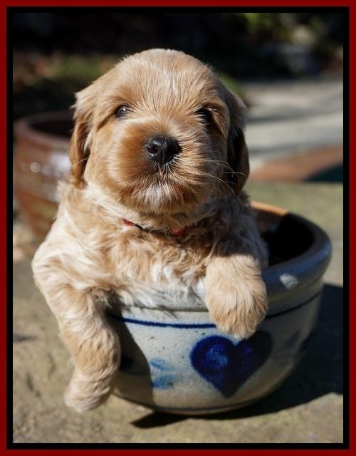 Jetta Parson pups 4 wks old 151