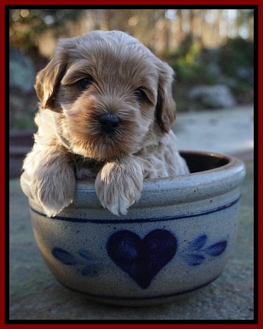 Jetta Parson pups 4 wks old 161