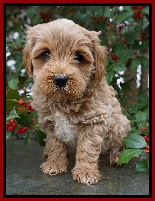 Jetta Parson pups 6 wks old 141