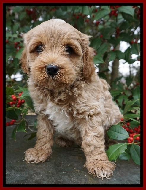 Jetta Parson pups 6 wks old 151