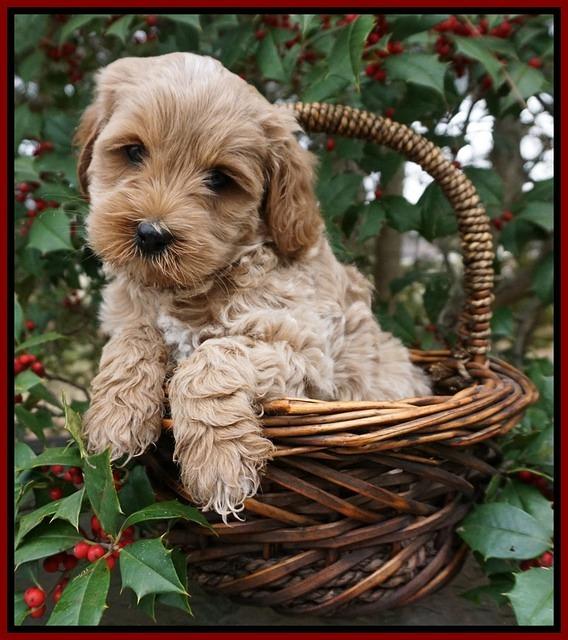 Jetta Parson pups 6 wks old 161