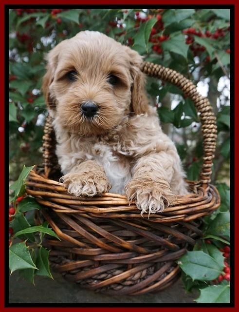 Jetta Parson pups 6 wks old 171