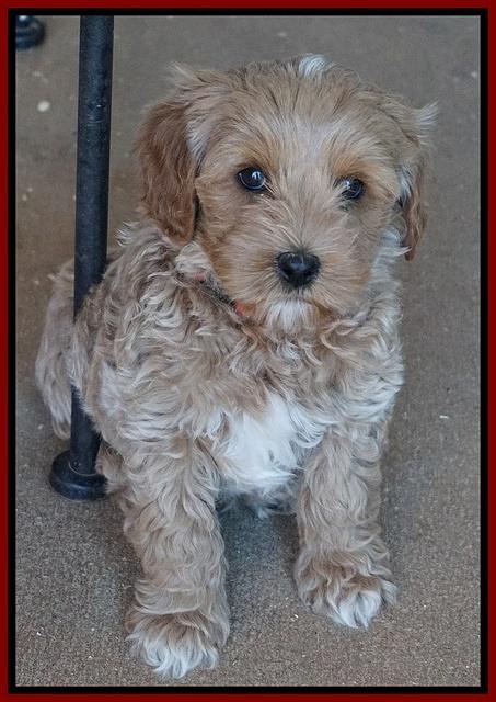Jetta Parson pups 7 weeks old 171