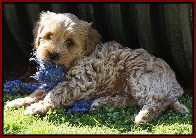 Jetta Parson pups 7 weeks old 181
