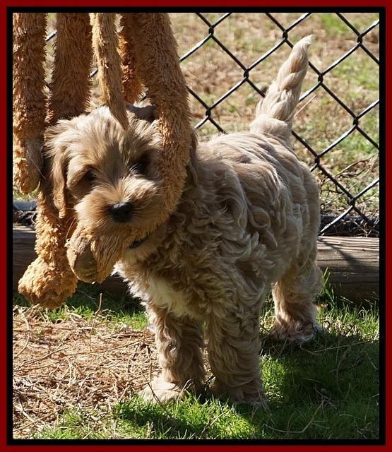 Jetta Parson pups 7 weeks old 201