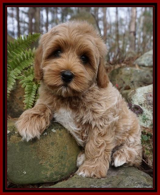 Jetta Parson pups 8 weeks old 81