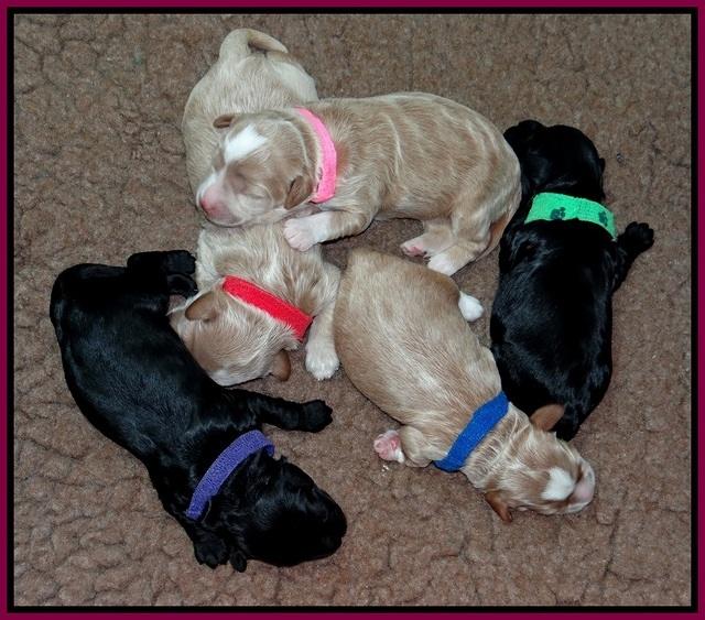 Jetta Parson pups 1 week old 131