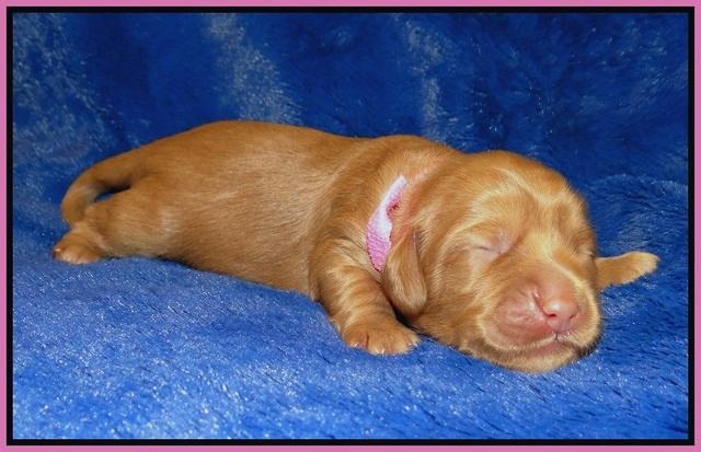 Ellie Flicker pups 1 wk old 21