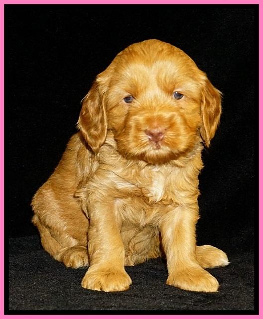 Ellie Flicker pups 4 wks old 21