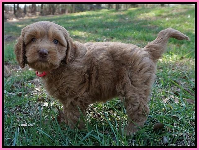 Ellie Flicker pups 6 wks old 31