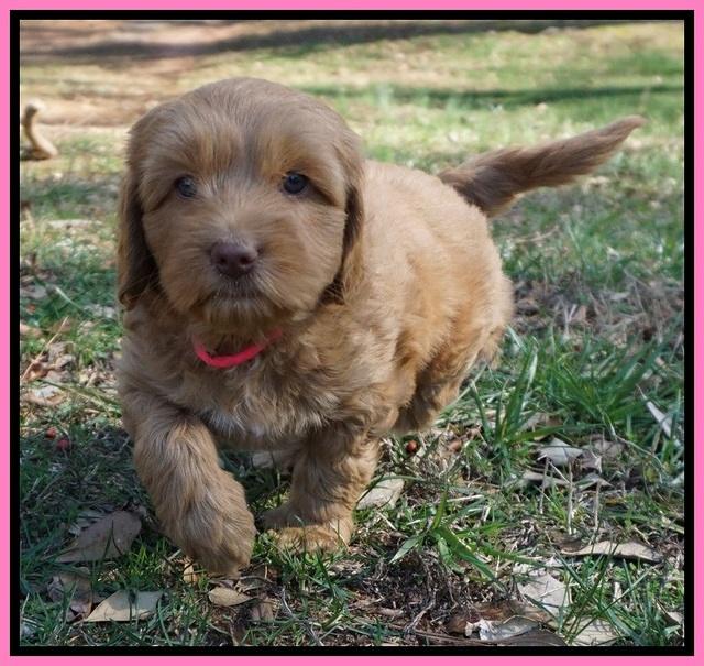 Ellie Flicker pups 6 wks old 51