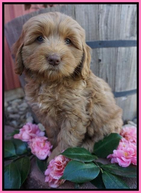 Ellie Flicker pups 7 wks old 11