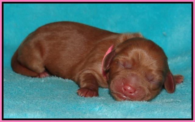 Ellie Flicker pups newborn 21