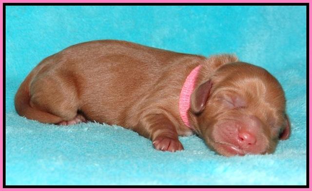 Ellie Flicker pups newborn 31