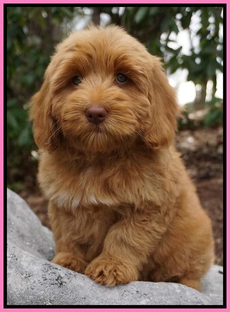 Ellie and Flicker pups 8 wks old 31