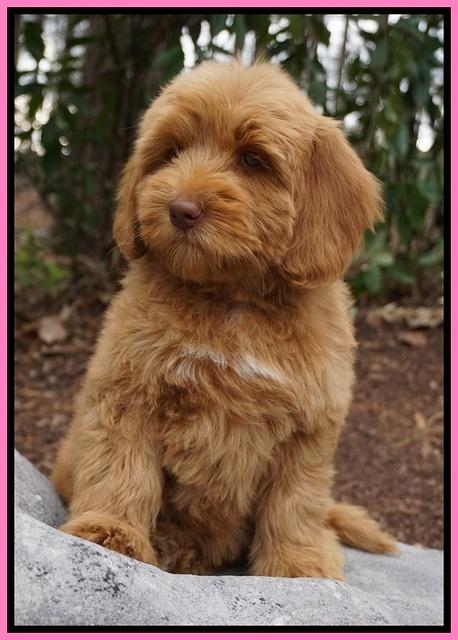 Ellie and Flicker pups 8 wks old 51