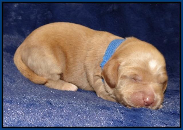 Ellie Flicker pups 1 wk old 61