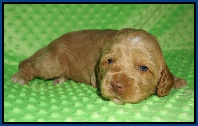 Ellie Flicker pups 3 wks old 51