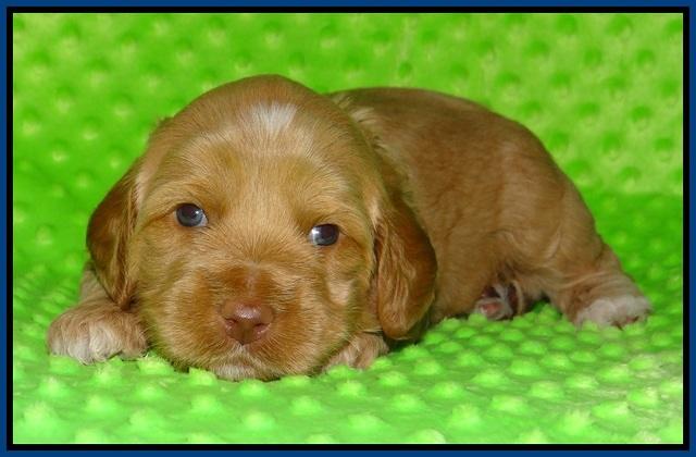 Ellie Flicker pups 3 wks old 71