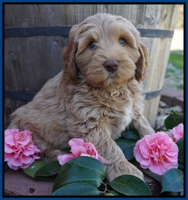 Ellie Flicker pups 7 wks old 51