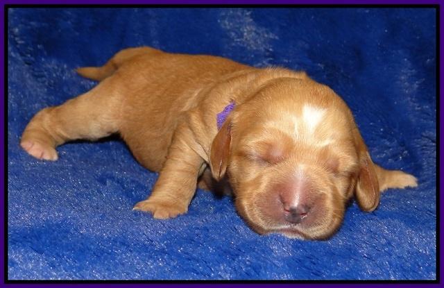 Ellie Flicker pups 1 wk old 111