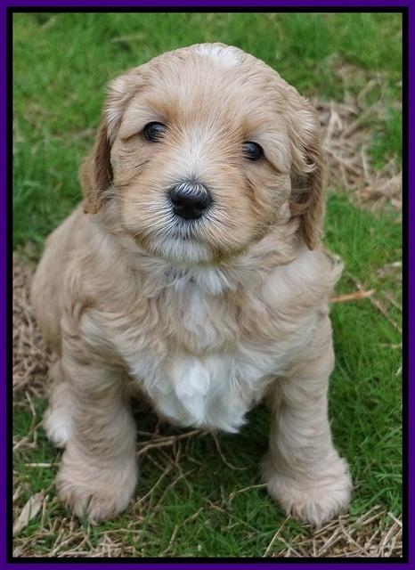 Ellie Flicker pups 5 wks old 151