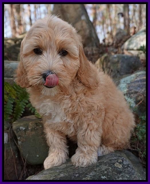 Ellie and Flicker pups 8 wks old 8 150