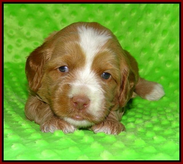 Ellie Flicker pups 3 wks old 111