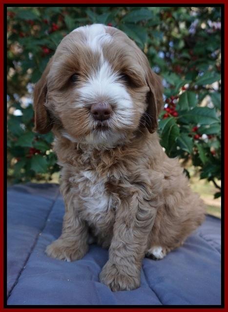 Ellie Flicker pups 6 wks old 171