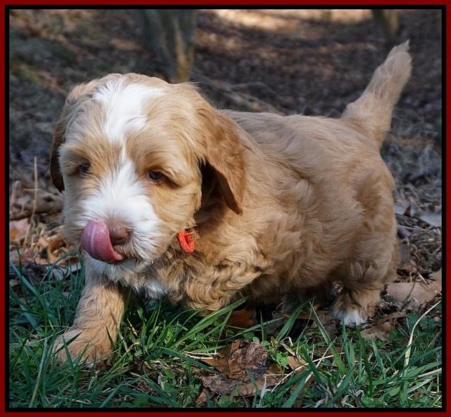 Ellie Flicker pups 6 wks old 191
