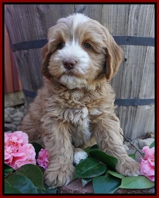 Ellie Flicker pups 7 wks old 101