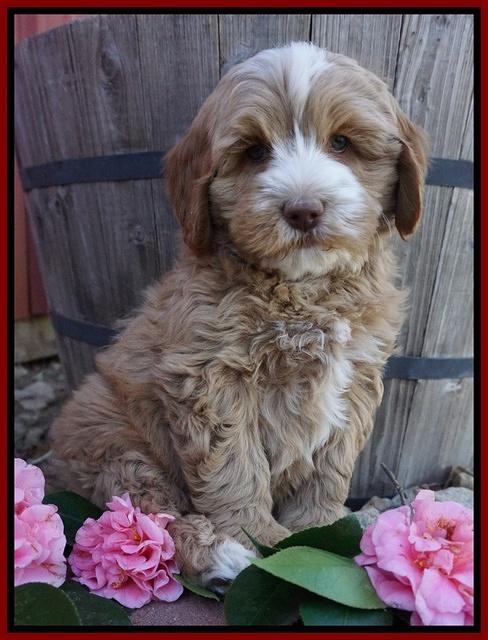Ellie Flicker pups 7 wks old 131