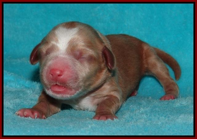 Ellie Flicker pups newborn 101