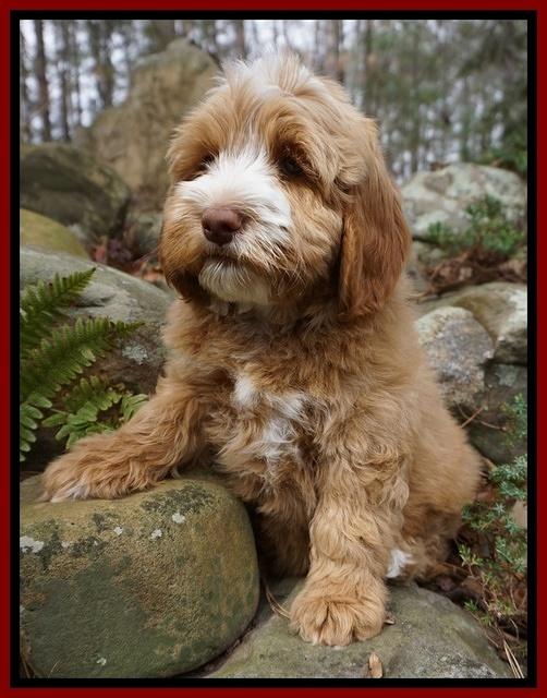 Ellie and Flicker pups 8 wks old 8 92